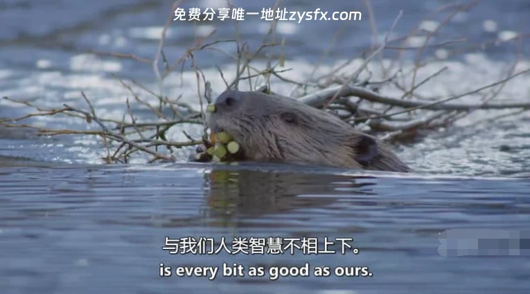 图片[2]-ZED纪录片《动物建筑师 Animal Builders 2011》英语中英双字 无水印 纯净版 1080P/MKV/1.76G 动物建筑师-资源社