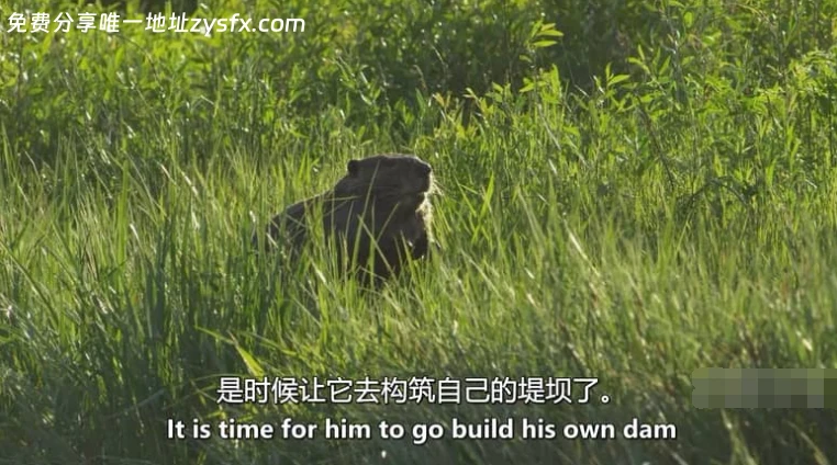 图片[3]-ZED纪录片《动物建筑师 Animal Builders 2011》英语中英双字 无水印 纯净版 1080P/MKV/1.76G 动物建筑师-资源社