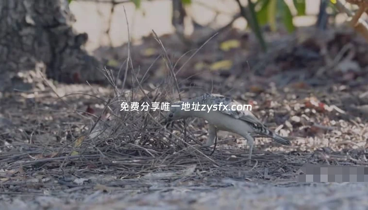 图片[4]-ZED纪录片《动物建筑师 Animal Builders 2011》英语中英双字 无水印 纯净版 1080P/MKV/1.76G 动物建筑师-资源社