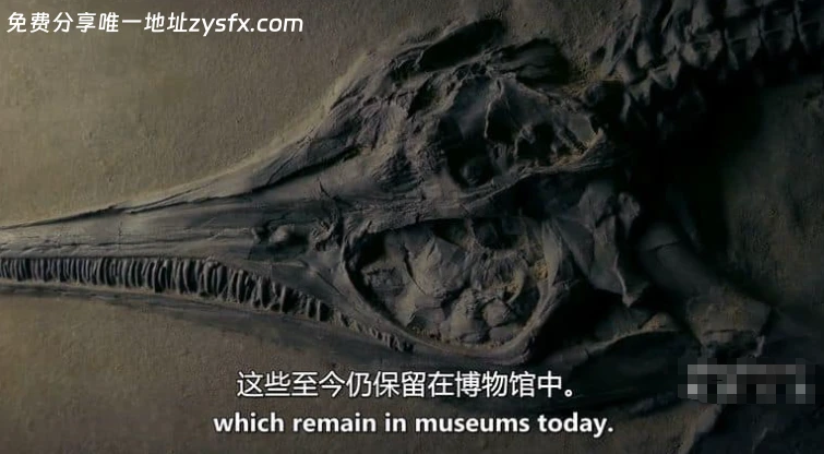 英国纪录片《大白鲨的秘密 Secrets of the Great White Shark 相关画面2