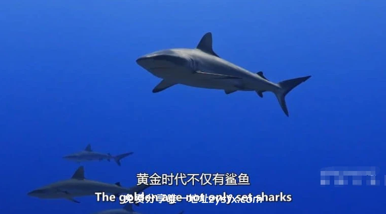 英国纪录片《大白鲨的秘密 Secrets of the Great White Shark 相关画面3