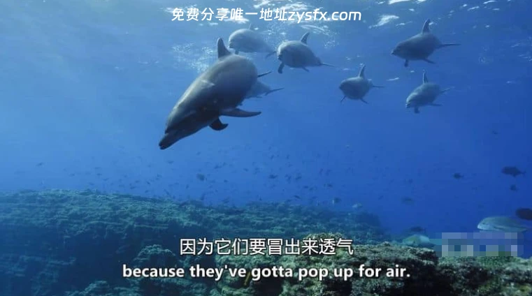 英国纪录片《大白鲨的秘密 Secrets of the Great White Shark 相关画面4